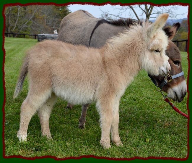 Shorecrests Elroy, red and white spotted miniature donkey for sale.